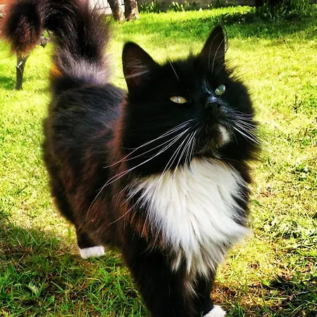 Accommodatie bij particulieren Kule Gule Huset *